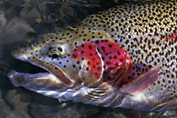 Rainbow Trout Fiberglass Reproductions
