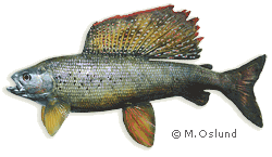 Alaska Fish Taxidermy