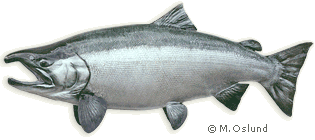 Fish Taxidermy - Fiberglass Reproductions