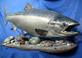 360 King Salmon Mounts