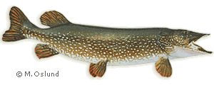 Fish Taxidermy - Skin Mounts