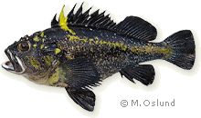 Real Life Taxidermy Fish Mounts