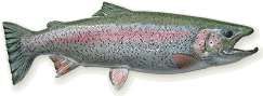 Alaska Fish Mounts