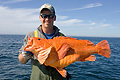 Yelloweye Rockfish