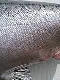 King Salmon Mount: King Salmon Mount - Fiberglass Fish Replica