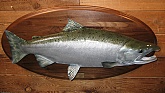 Silver Salmon Trophy Fish Mount: Silver Salmon Fish Taxidermy