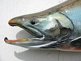Arctic Char Fish Taxidermy: Arctic Char Fish Mount Head Detail