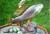Arctic Grayling Reproduction Mount: Arctic Grayling; Award-Winning Fiberglass Reproduction Mount