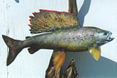Arctic Grayling Fish Mounts