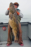 Picture of Big Lingcod: Picture of a Big Lingcod - Alaska's Real Life Taxidermy