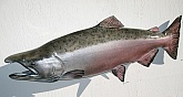 Kenia King Salmon Replica: King Salmon Replica Fish Mount