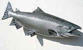 Chinook Salmon Fiberglass Fish: Chinook Salmon-Fish Mounted by Mark Oslund
