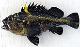 Rockfish - Fish Mounts, Fiberglass Replicas, Reproductions & Skin Mounts