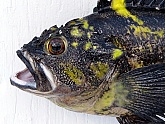 China Rockfish Mount Detail: China Rockfish Fish Mount Detail