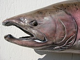 Chinook Salmon Fiberglass Fish Mount: Chinook Salmon-Salmon Taxidermy by Mark Oslund