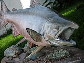 Alaskan King Salmon Fish Mount: Alaskan King Salmon: Artistic Fish Mount Taxidermy