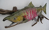 Chum Salmon Reproduction Fish Mount: Alaskan Chum Salmon-Reproduction Fish Mounts by Mark Oslund