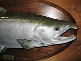 Silver Salmon Skin Mount: Silver Salmon Skin Mount - Fish Skin Mounts by Alaska's Real Life Taxidermy