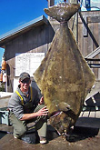 Halibut Fish Mounts: Huge Halibut: Halibut Fish Mounts