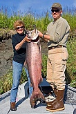 Kenai River King Salmon: Kenai King Salmon - Fiberglass Reproductions