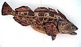 Lingcod Fiberglass Fish Mount-Taxidermy Art : Lingcod Replica Fish Mount-Wildlife Art from the Taxidermy Studio of Mark Oslund