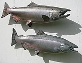 Chinook Salmon Fiberglass Fish Mounts: King Salmon Fish Mounts-Quality Taxidermy Mounts by Mark Oslund 