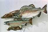 Pink Salmon Fish Mounts: Fish Taxidermy Reproductions & Fiberglass Fish Replicas