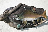 Pink Salmon Fish Mount Taxidermy: Pink Salmon Fish Mount-Quality Custom Fish Taxidermy