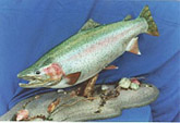 Rainbow Trout Mount: Rainbow Trout Fish Mount-Table Top Habitat 