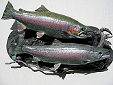 Alaska Rainbow Trout Fish Mounts: Rainbow Trout Fish Replicas & Fish Reproductions