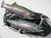 Rainbow Trout Reproduction Habitat Display: Rainbow Trout Habitat Fish Mount