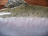 Silver Salmon or Coho Salmon Fish Mount: Silver Salmon Fish Mount - Side Detail of Taxidermy