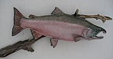 Silver Salmon Reproduction Mount: Silver Salmon Reproduction Mount