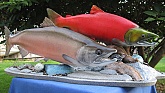 Sockeye Salmon Fish Taxidermy: Sockeye Salmon Fish Mounts-Fish Taxidermy by Mark Oslund
