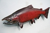 Alaskan King Salmon Skin Mount : Alaskan King Salmon Skin Mount by Mark Oslund