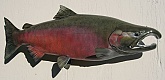 Silver Salmon Reproduction Fish Mount: Silver Salmon Reproduction Mount