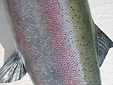 Steelhead Replica: Steelhead Fish Mount - Quality Fiberglass Fish Replicas