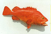 Yelloweye Rockfish Mount: Yelloweye Rockfish Fish Mount